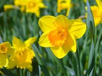 Daffodil (March) Daffodil (March)