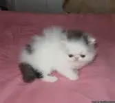 Persian Cat Persian Cat