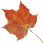 Autumn Autumn