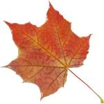Autumn Autumn