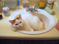 turkish van turkish van