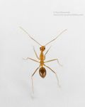 Yellow Crazy Ant Yellow Crazy Ant
