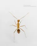 Yellow Crazy Ant Yellow Crazy Ant