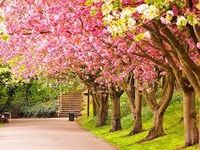 Spring Spring