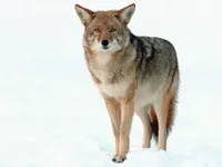 2 Coyote 2 Coyote