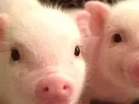 Pigs