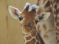 This giraffe! This giraffe!