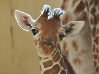 This giraffe!