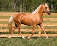 Palomino