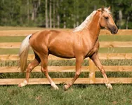 Palomino