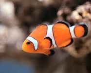 FISH FISH