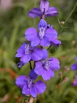 Larkspur (July) Larkspur (July)