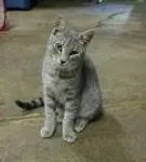 Cinderfurs death Cinderfurs death