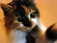 Having a cat that loved you more Having a cat that loved you more