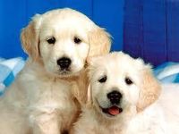 Dogs Dogs