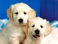 Dogs Dogs