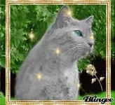 Willowpelt
