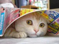 This scaredy cat.