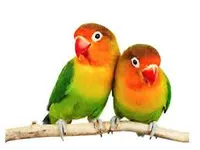 Birds Birds