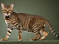 Toyger Cat Toyger Cat