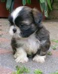 dog person dog person