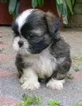 dog person dog person