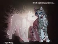 jayfeather and half moon jayfeather and half moon