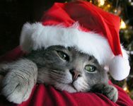 More kitties! More kitties!
