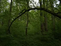 Lithuanian Forest Lithuanian Forest