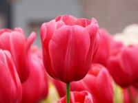 Tulip Tulip