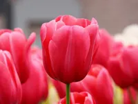 Tulip Tulip