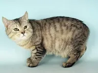 Manx Cat Manx Cat