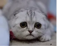 I DON'T CARE