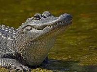 Alligator Alligator
