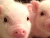 Pig Pig