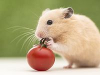 hamster hamster
