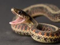 Snake Snake