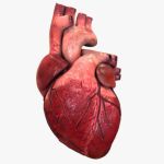 Heart Heart