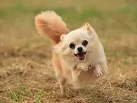 Dogs