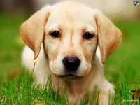 DOG DOG
