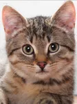 Cat person