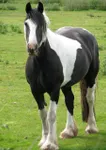 Piebald