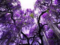Purple Purple