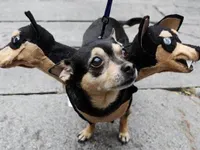 Cerberus Cerberus