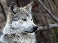 4 Wolf 4 Wolf