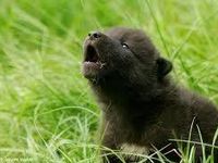 "I Got This, Guys!!" *tries to howl but nothing comes out* "I Got This, Guys!!" *tries to howl but nothing comes out*