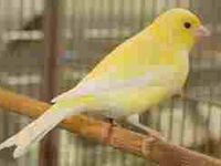 canary canary