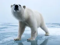 Polar Bears Polar Bears