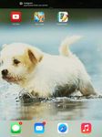 Maltese