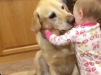 Dogs